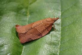 Attēlu rezultāti vaicājumam “Pandemis heparana”