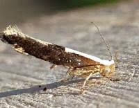 Attēlu rezultāti vaicājumam “Argyresthia semifusca”