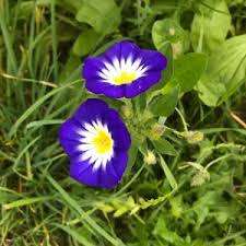 Image result for Convolvulus tricolor