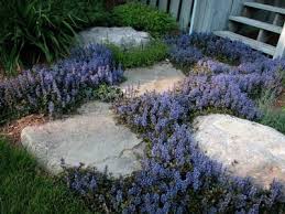 Image result for Ajuga reptans