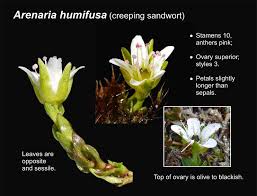 Attēlu rezultāti vaicājumam “Anthyllis arenaria flower”