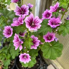 Image result for Malva sylvestris var. mauritiana