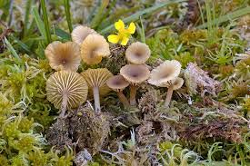 Attēlu rezultāti vaicājumam “Lichenomphalia umbellifera”