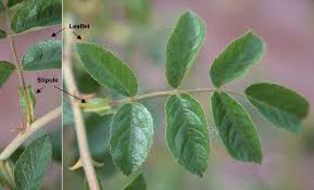 Attēlu rezultāti vaicājumam “Rosa subcanina leaf”