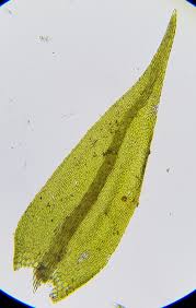 Attēlu rezultāti vaicājumam “Hygroamblystegium tenax”