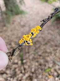 Attēlu rezultāti vaicājumam “Leocarpus fragilis young”