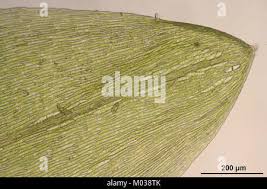 Attēlu rezultāti vaicājumam “Calliergon cordifolium”