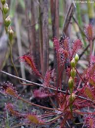 Attēlu rezultāti vaicājumam “Drosera intermedia”