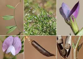 Attēlu rezultāti vaicājumam “Vicia lathyroides”