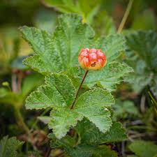 Attēlu rezultāti vaicājumam “Rubus chamaemorus”