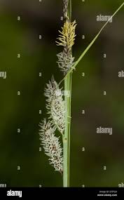Attēlu rezultāti vaicājumam “Carex lasiocarpa male flower”