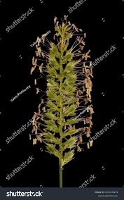 Attēlu rezultāti vaicājumam “Cynosurus cristatus flower”