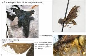 Attēlu rezultāti vaicājumam “Hemipenthes morio”