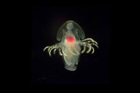 Attēlu rezultāti vaicājumam “Phronia sp. larva”