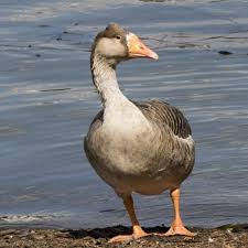 Attēlu rezultāti vaicājumam “Anser anser”