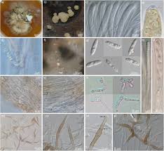 Attēlu rezultāti vaicājumam “Hymenoscyphus sp.”