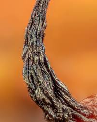 Attēlu rezultāti vaicājumam “Cribraria vulgaris stalked”