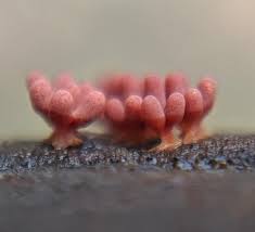 Attēlu rezultāti vaicājumam “Heterotrichia ferruginea (syn. Arcyria ferruginea) stalked”