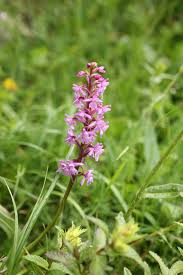 Attēlu rezultāti vaicājumam “Gymnadenia conopsea fruit”