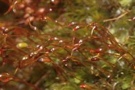 Attēlu rezultāti vaicājumam “| Dicranella”