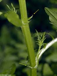 Attēlu rezultāti vaicājumam “Cardamine impatiens leaf”