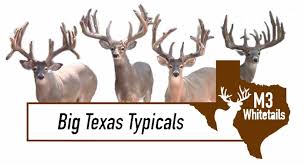 Image result for Big Bucks High Rollers