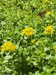 Attēlu rezultāti vaicājumam “Sedum aizoon flower”