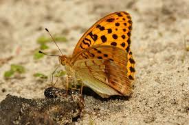 Attēlu rezultāti vaicājumam “Argynnis laodice male”