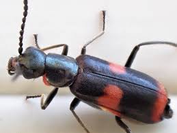 Attēlu rezultāti vaicājumam “Anthocomus fasciatus”