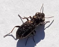 Attēlu rezultāti vaicājumam “Notiophilus palustris”