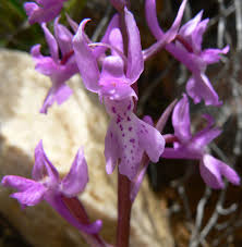 Attēlu rezultāti vaicājumam “Orchis mascula flower”