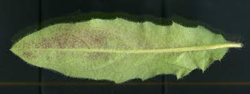 Attēlu rezultāti vaicājumam “Hieracium vulgatum”