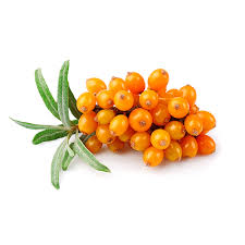 Attēlu rezultāti vaicājumam “Hippophae rhamnoides fruit”