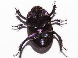 Attēlu rezultāti vaicājumam “Geotrupes stercorarius”