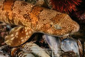 Image result for Haploblepharus edwardsii