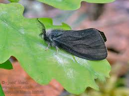 Attēlu rezultāti vaicājumam “Canephora hirsuta”