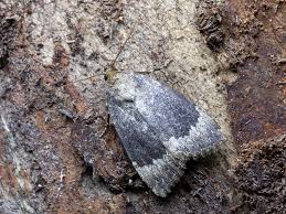 Attēlu rezultāti vaicājumam “Amphipyra perflua”