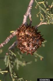 Attēlu rezultāti vaicājumam “Gymnosporangium sp.”