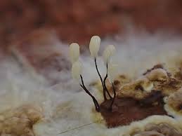 Attēlu rezultāti vaicājumam “Trichia varia young”