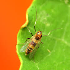 Attēlu rezultāti vaicājumam “Cricotopus”