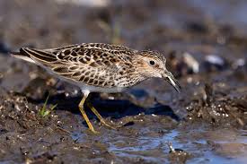 Image result for Calidris minutilla