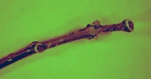 Attēlu rezultāti vaicājumam “Phellodendron amurense bud”