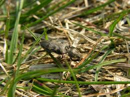 Attēlu rezultāti vaicājumam “Prosternon tessellatum”