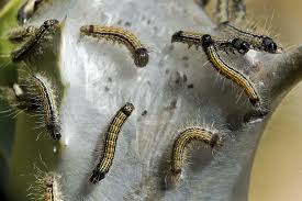 Attēlu rezultāti vaicājumam “Malacosoma neustria larva”