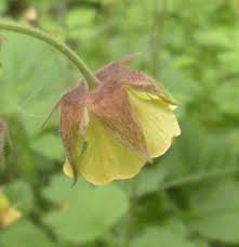 Attēlu rezultāti vaicājumam “Geum x intermedium”