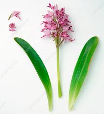 Attēlu rezultāti vaicājumam “Orchis militaris flower”