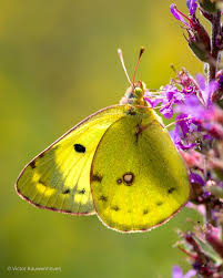 Attēlu rezultāti vaicājumam “Ochlodes sylvanus underside”
