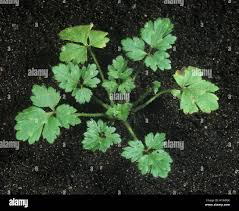 Attēlu rezultāti vaicājumam “Ranunculus repens leaf”