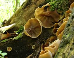 Attēlu rezultāti vaicājumam “Peziza repanda”