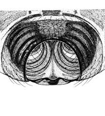 Attēlu rezultāti vaicājumam “Neriene montana”